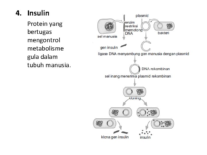 4. Insulin Protein yang bertugas mengontrol metabolisme gula dalam tubuh manusia. 