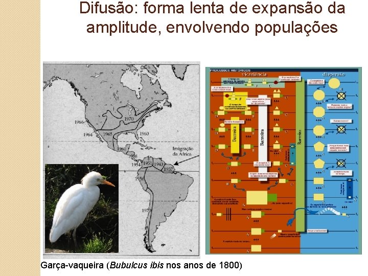Difusão: forma lenta de expansão da amplitude, envolvendo populações Garça-vaqueira (Bubulcus ibis nos anos