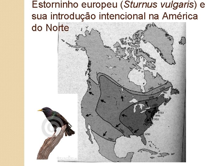 Estorninho europeu (Sturnus vulgaris) e sua introdução intencional na América do Norte 