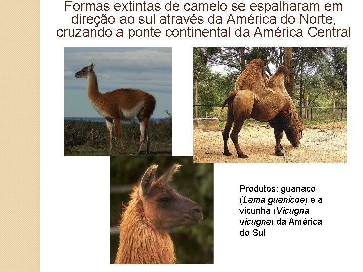 Formas extintas de camelo se espalharam em direção ao sul através da América do