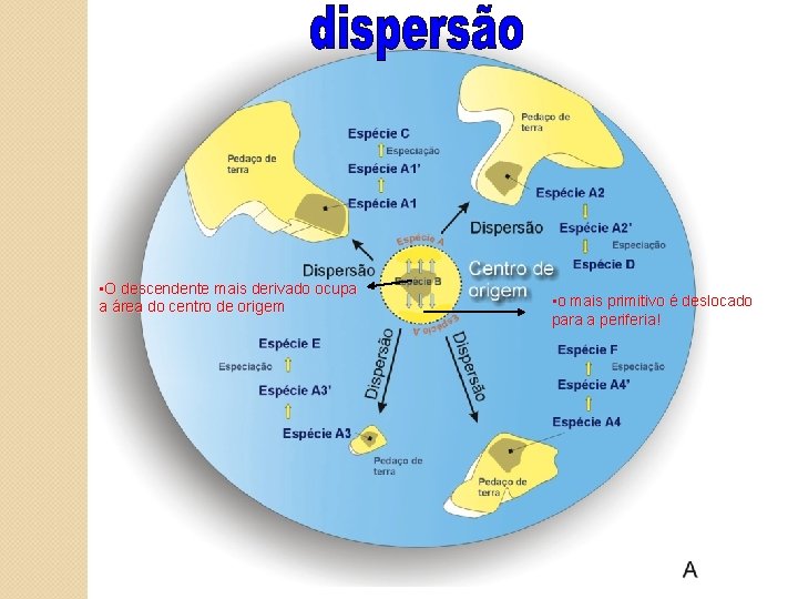  • O descendente mais derivado ocupa a área do centro de origem •