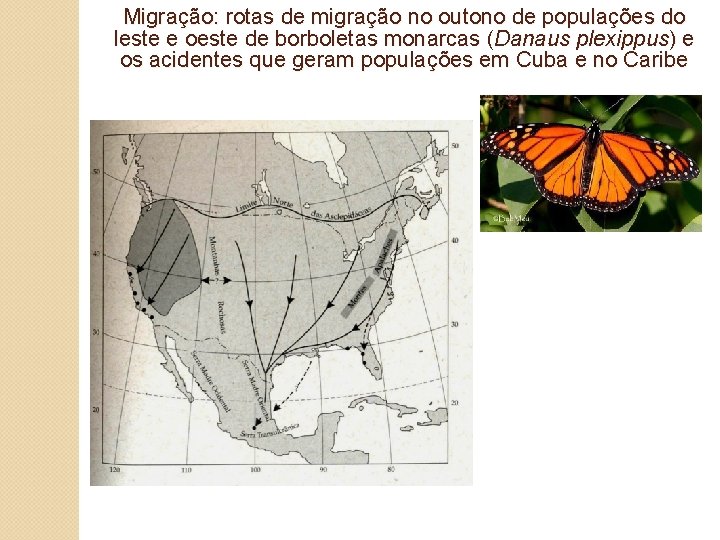 Migração: rotas de migração no outono de populações do leste e oeste de borboletas