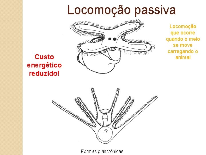 Locomoção passiva Locomoção que ocorre quando o meio se move carregando o animal Custo