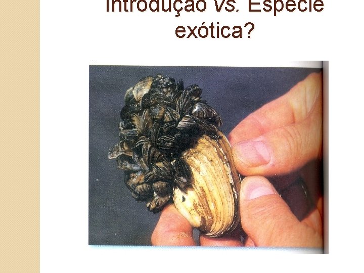 Introdução vs. Espécie exótica? 