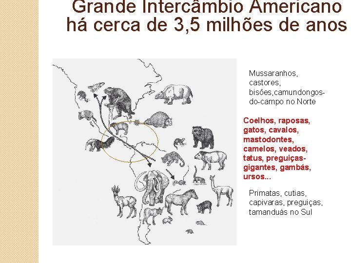 Grande Intercâmbio Americano há cerca de 3, 5 milhões de anos Mussaranhos, castores, bisões,