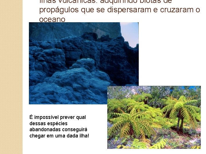 Ilhas vulcânicas: adquirindo biotas de propágulos que se dispersaram e cruzaram o oceano É