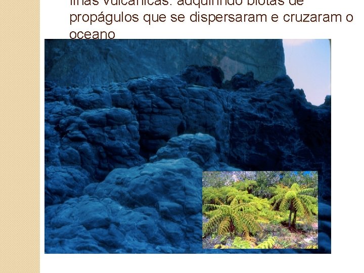 Ilhas vulcânicas: adquirindo biotas de propágulos que se dispersaram e cruzaram o oceano 