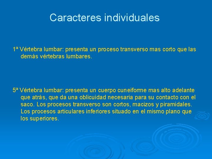 Caracteres individuales 1ª Vértebra lumbar: presenta un proceso transverso mas corto que las demás