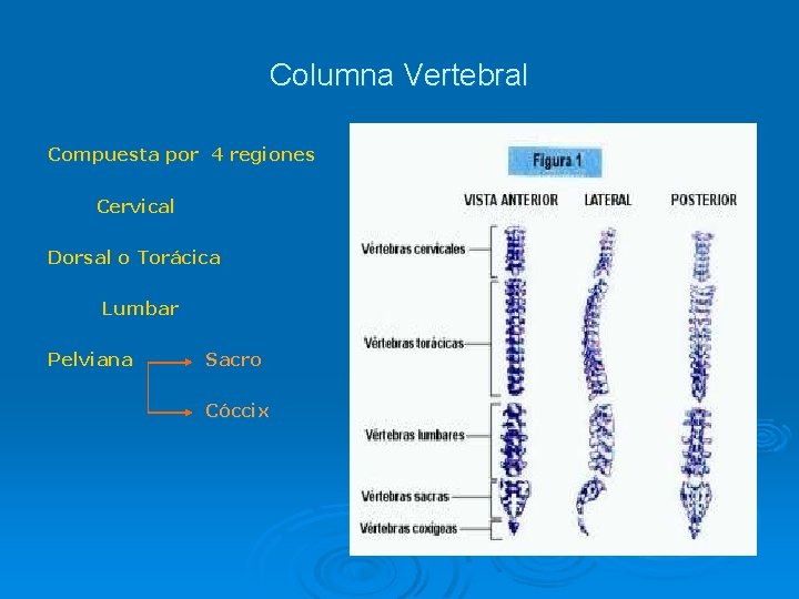 Columna Vertebral Compuesta por 4 regiones Cervical Dorsal o Torácica Lumbar Pelviana Sacro Cóccix