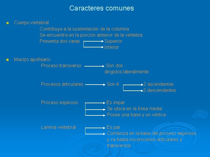 Caracteres comunes Cuerpo vertebral Contribuye a la sustentación de la columna Se encuentra en
