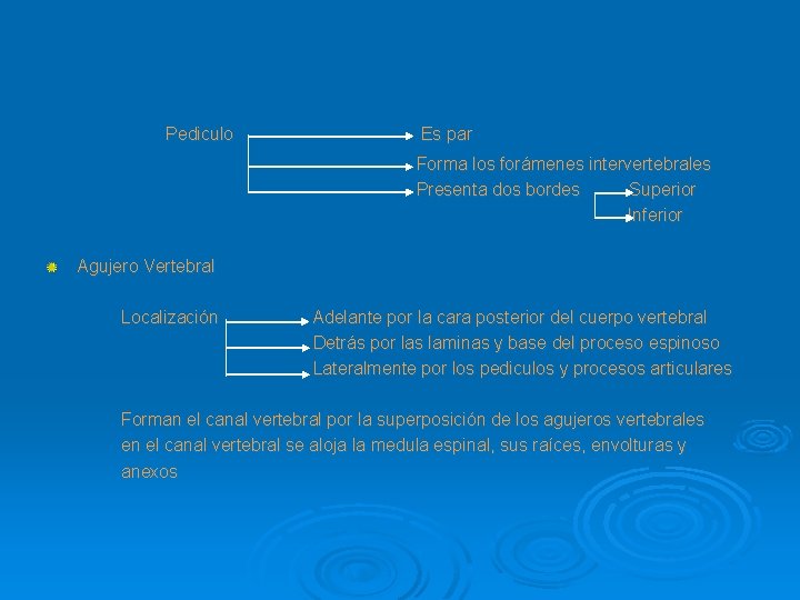 Pediculo Es par Forma los forámenes intervertebrales Presenta dos bordes Superior Inferior Agujero Vertebral