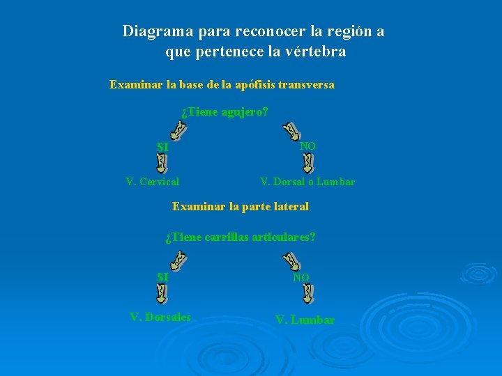 Diagrama para reconocer la región a que pertenece la vértebra Examinar la base de