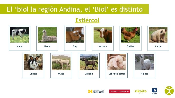 El ‘biol la región Andina, el ‘Biol’ es distinto Estiércol Vaca Llama Conejo Cuy