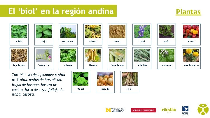 El ‘biol’ en la región andina Plantas Alfalfa Ortiga Hoja de tuna Plátano Avena