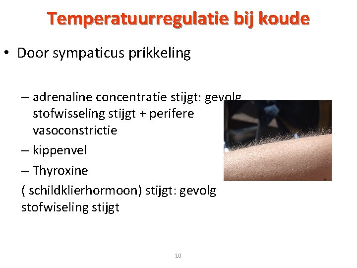 Temperatuurregulatie bij koude • Door sympaticus prikkeling – adrenaline concentratie stijgt: gevolg stofwisseling stijgt