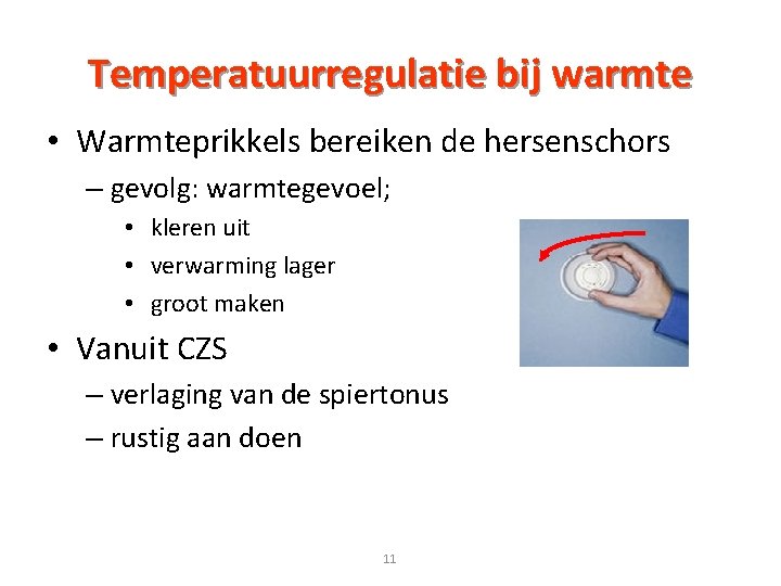 Temperatuurregulatie bij warmte • Warmteprikkels bereiken de hersenschors – gevolg: warmtegevoel; • kleren uit