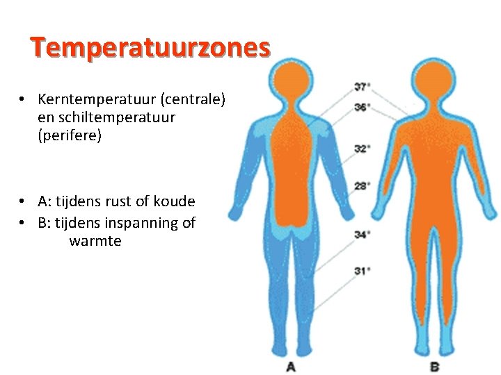 Temperatuurzones • Kerntemperatuur (centrale) en schiltemperatuur (perifere) • A: tijdens rust of koude •