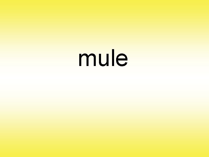 mule 