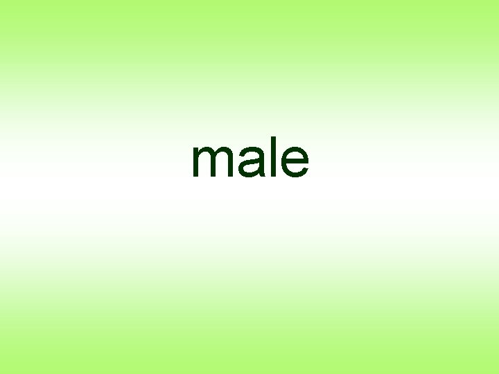 male 