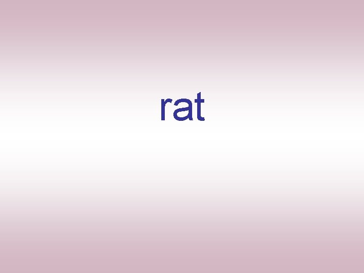 rat 