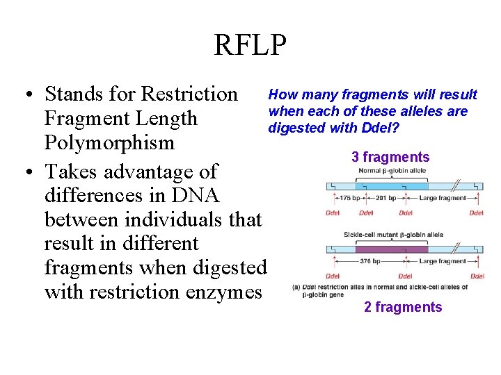 RFLP • Stands for Restriction How many fragments will result when each of these
