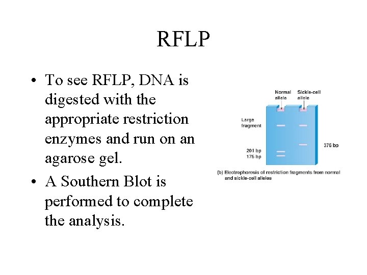 RFLP • To see RFLP, DNA is digested with the appropriate restriction enzymes and