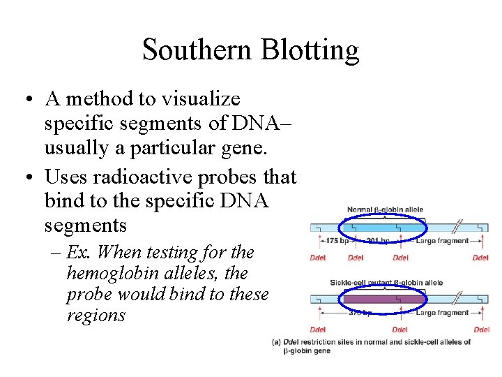 Southern Blotting • A method to visualize specific segments of DNA– usually a particular