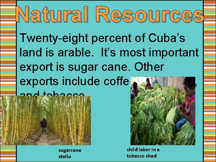 Natural Resources Twenty-eight percent of Cuba’s land is arable. It’s most important export is