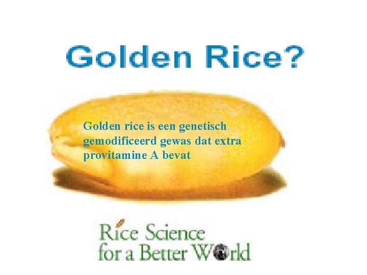 Golden rice is een genetisch gemodificeerd gewas dat extra provitamine A bevat 