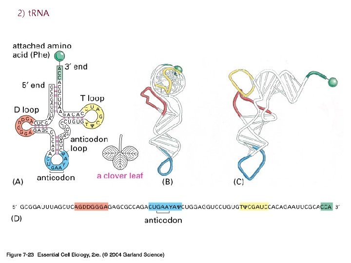 2) t. RNA 