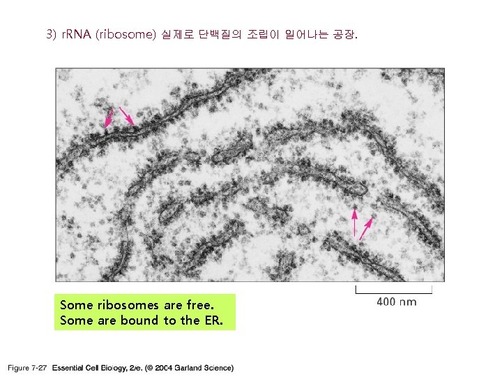 3) r. RNA (ribosome) 실제로 단백질의 조립이 일어나는 공장. Some ribosomes are free. Some