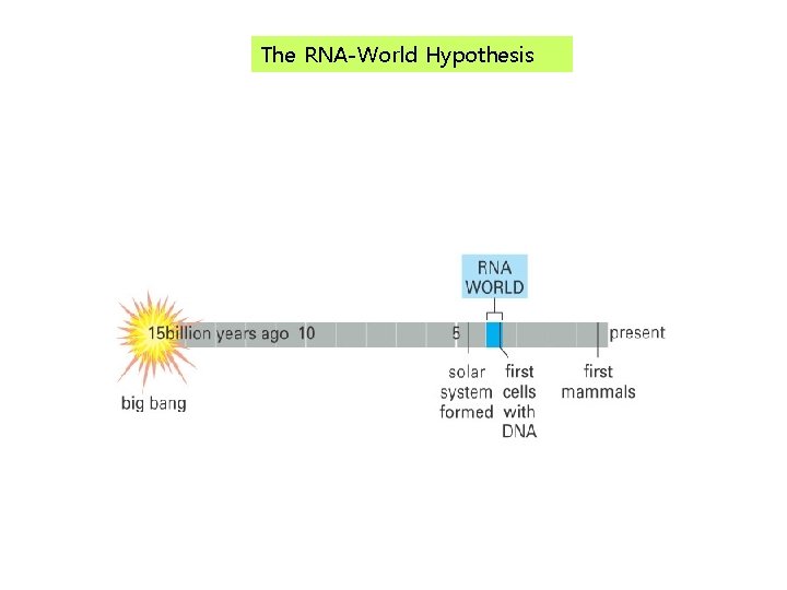 The RNA-World Hypothesis 