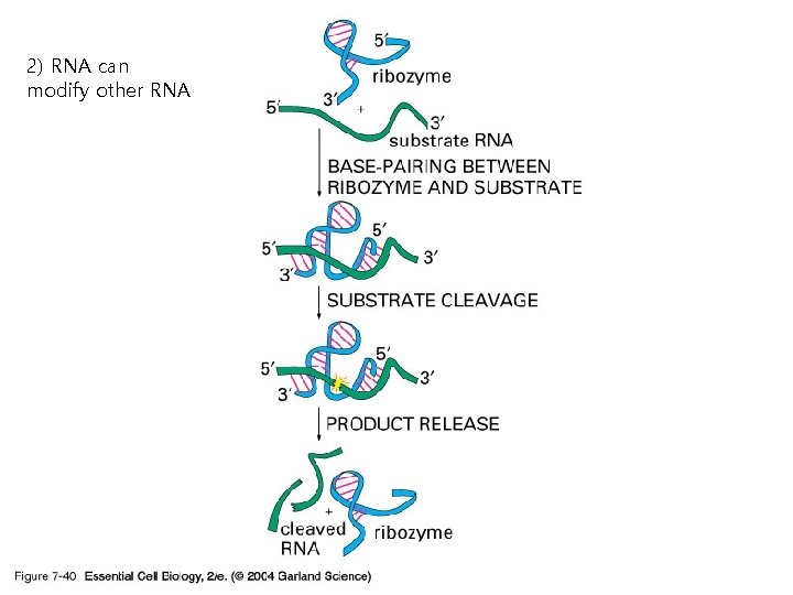 2) RNA can modify other RNA 