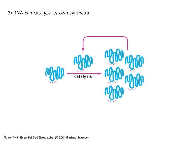 3) RNA can catalyze its own synthesis 