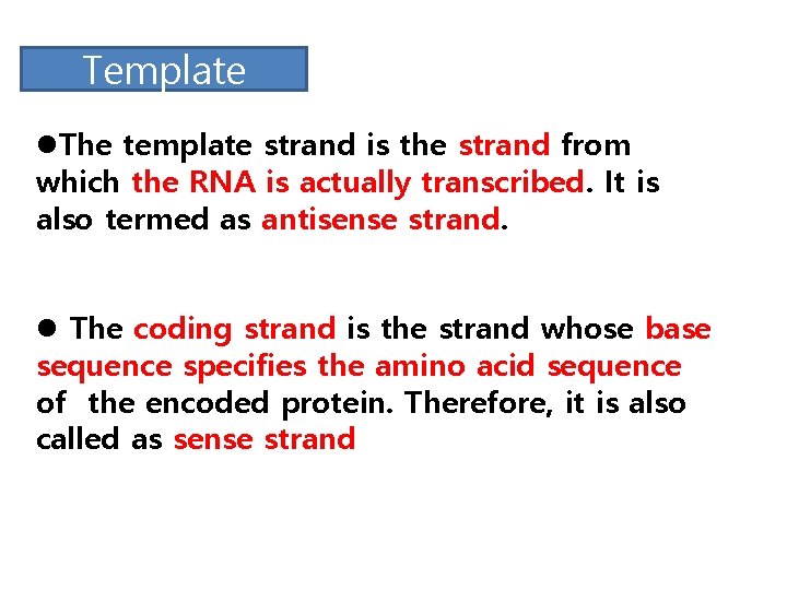 Template l. The template strand is the strand from which the RNA is actually