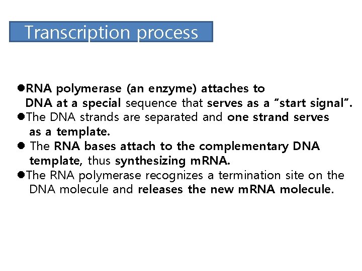 Transcription process l. RNA polymerase (an enzyme) attaches to DNA at a special sequence