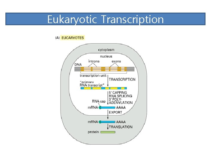 Eukaryotic Transcription 