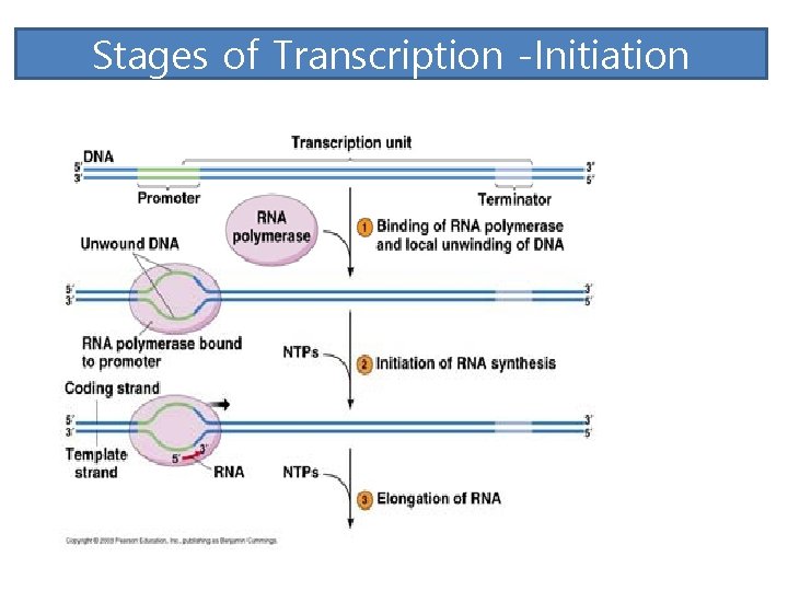 Stages of Transcription -Initiation 