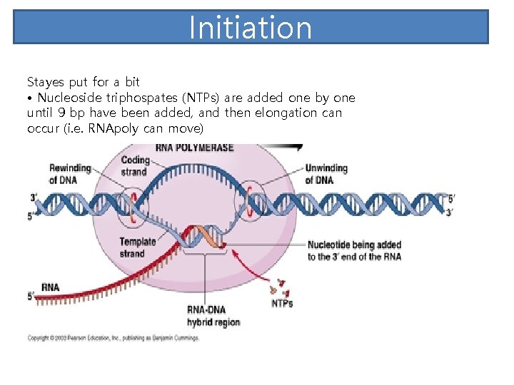 Initiation Stayes put for a bit • Nucleoside triphospates (NTPs) are added one by