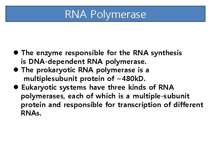 RNA Polymerase l The enzyme responsible for the RNA synthesis is DNA-dependent RNA polymerase.