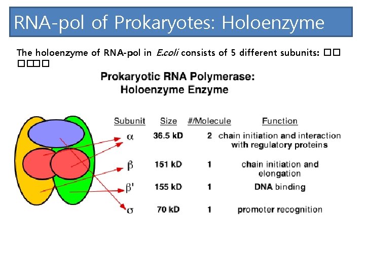 RNA-pol of Prokaryotes: Holoenzyme The holoenzyme of RNA-pol in E. coli consists of 5