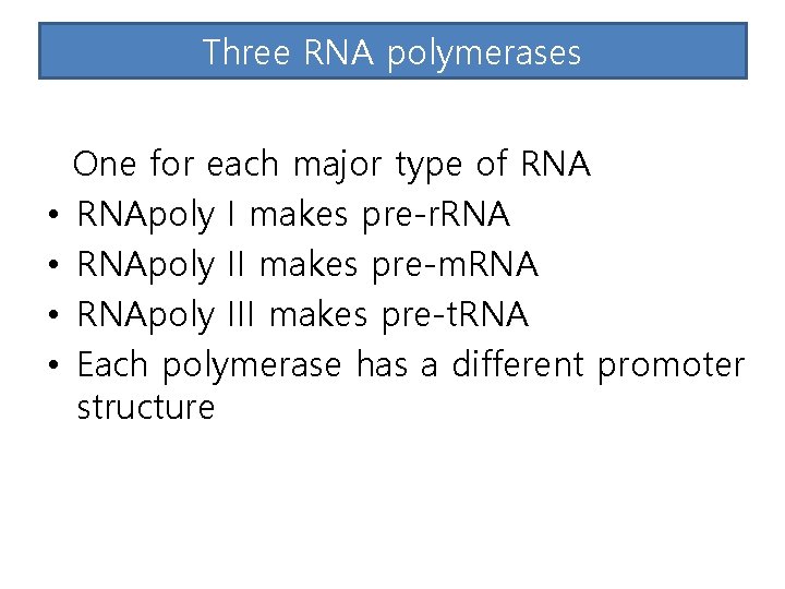 Three RNA polymerases • • One for each major type of RNApoly I makes