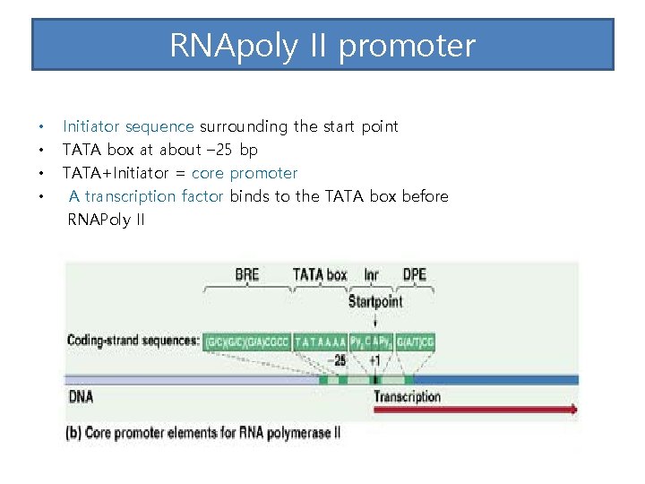 RNApoly II promoter • • Initiator sequence surrounding the start point TATA box at