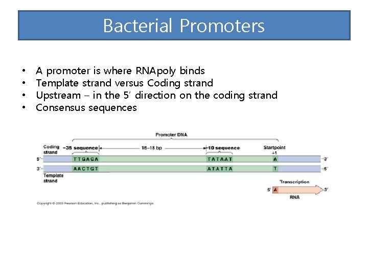 Bacterial Promoters • • A promoter is where RNApoly binds Template strand versus Coding
