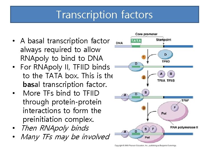 Transcription factors • A basal transcription factor is always required to allow RNApoly to