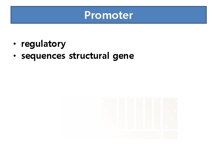 Promoter • regulatory • sequences structural gene 