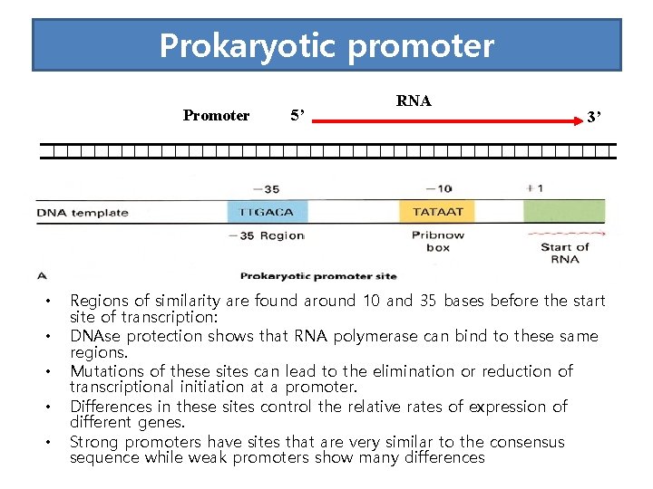 Prokaryotic promoter Promoter • • • 5’ RNA 3’ Regions of similarity are found