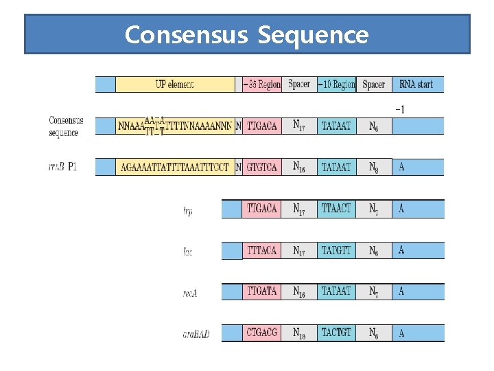 Consensus Sequence 