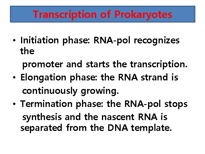 Transcription of Prokaryotes • Initiation phase: RNA-pol recognizes the promoter and starts the transcription.