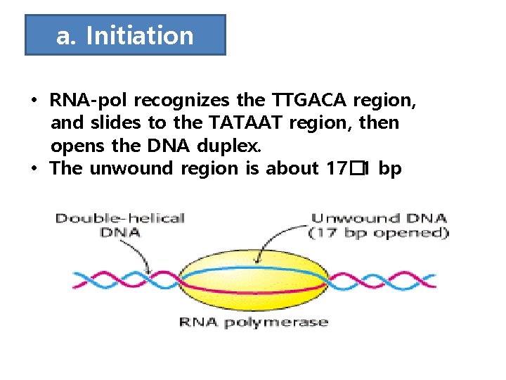 a. Initiation • RNA-pol recognizes the TTGACA region, and slides to the TATAAT region,